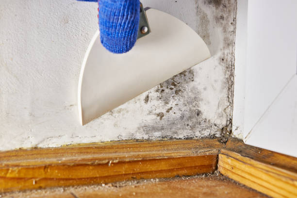 Best Emergency Mold Remediation  in Beverly, NJ